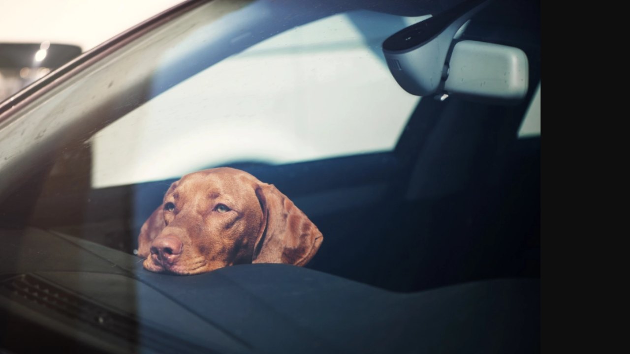 Cani in auto, come comportarsi