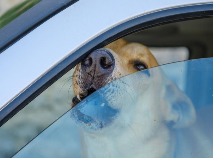 Cosa fare se il cane in macchina è in pericolo