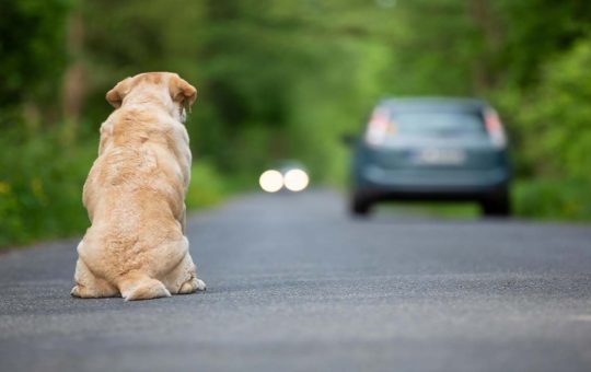 Abbandono di animali domestici