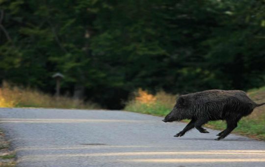 Cinghiale che attraversa la strada