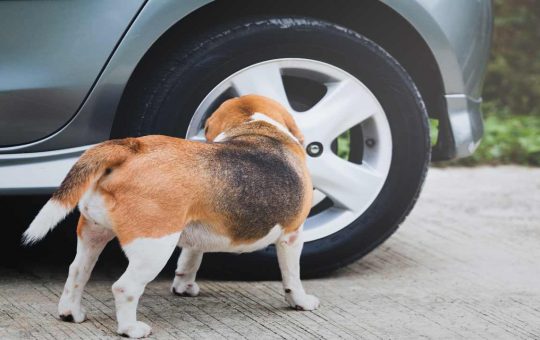 Un cane attratto dagli pneumatici